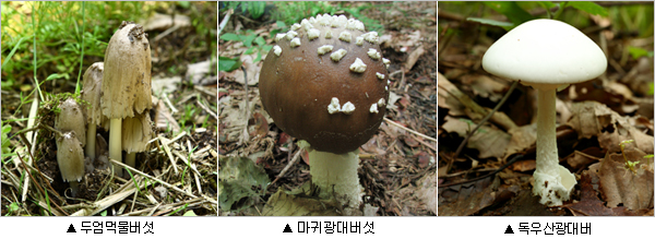우산 버섯 독 광대 독버섯