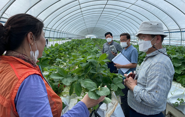 딸기 재배농가 컨설팅 ⓒ 전남농업기술원 