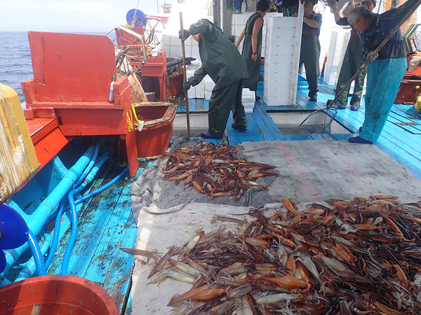 오징어 자원 어획 사진 (제공=해양수산부)