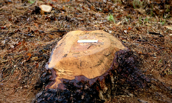 소나무재선충병 피해목 벌채 ⓒ 산림청 