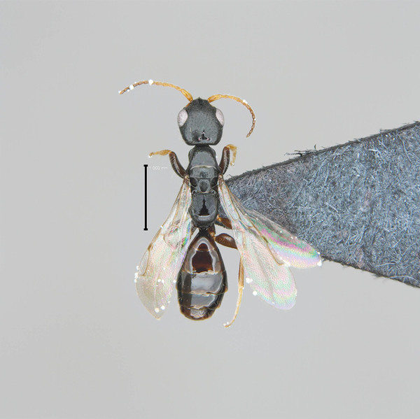 산림청 국립수목원, 강원 양구에서 발견한 신종 침벌 학계에 보고_북방침벌 ⓒ 국립수목원 