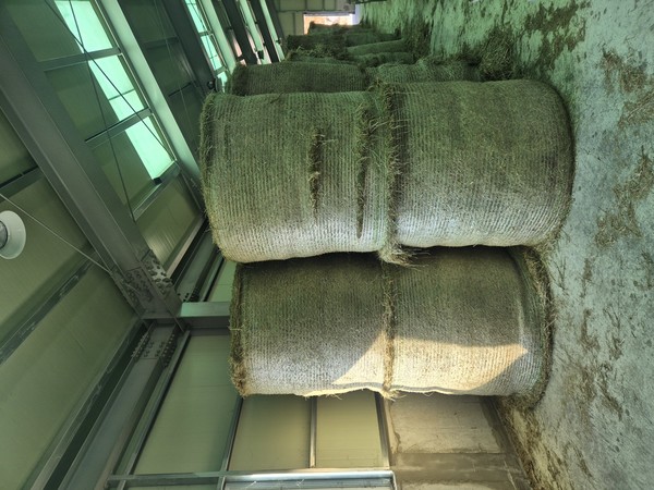 동절기 조사료 비축 ⓒ 한우연구센터 